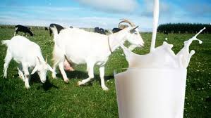 Susu Kambing Memiliki Berbagai Macam Manfaat Yang Baik Untuk Tubuh