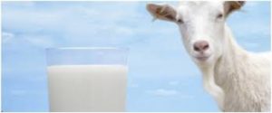 Susu Kambing Memiliki Berbagai Macam Manfaat Yang Baik Untuk Tubuh